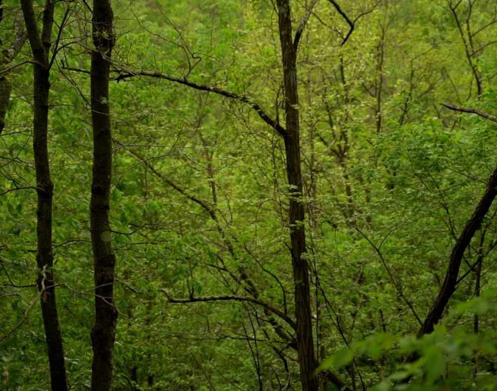 dense patch of green hardwood trees